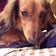 Dog Salon Paw Pit⭐️のんびりな会