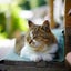 なべねこのサムネイル