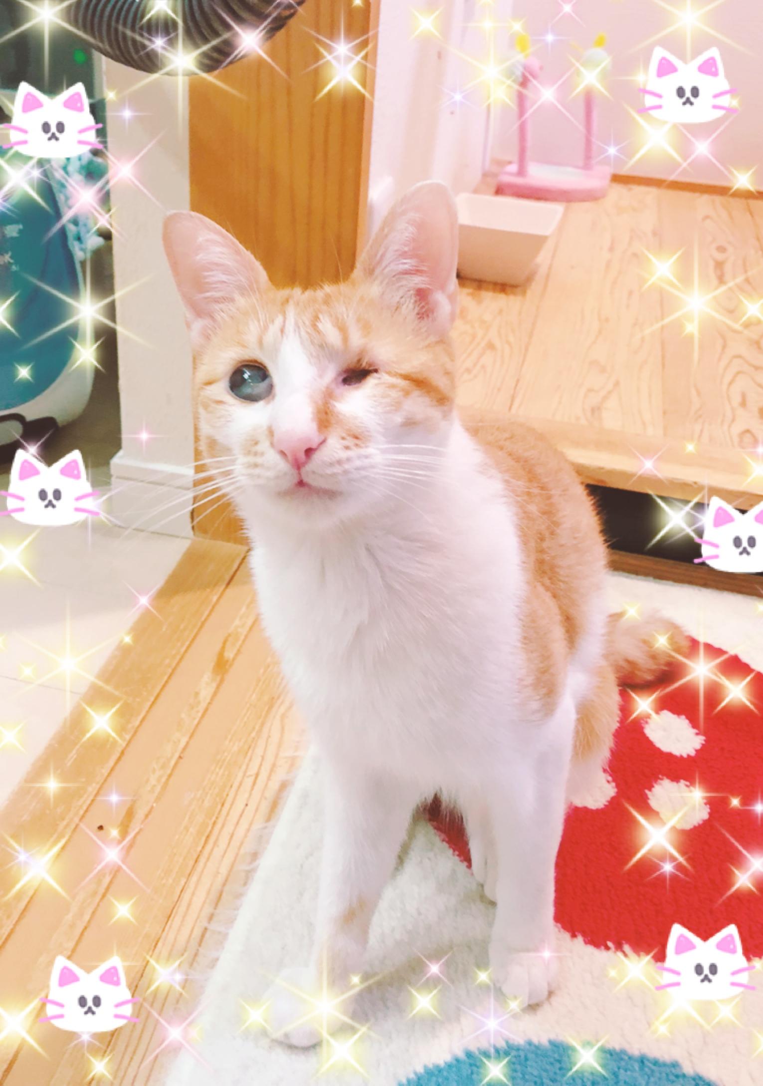 多飲多尿だからなんだってんだ  猫・キサンチン尿石症〜腎不全〜