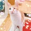 画像 猫・キサンチン尿石症〜腎不全〜のユーザープロフィール画像