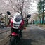 鶏のサムネイル