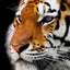 虎龍志のサムネイル