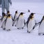 パティシエのサムネイル