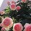 画像 フラワーアレンジメント教室　埼玉　さいたま市　Flower Eleganceのユーザープロフィール画像