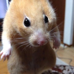 きなことーちゃんのプロフィール
