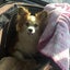 stsのサムネイル