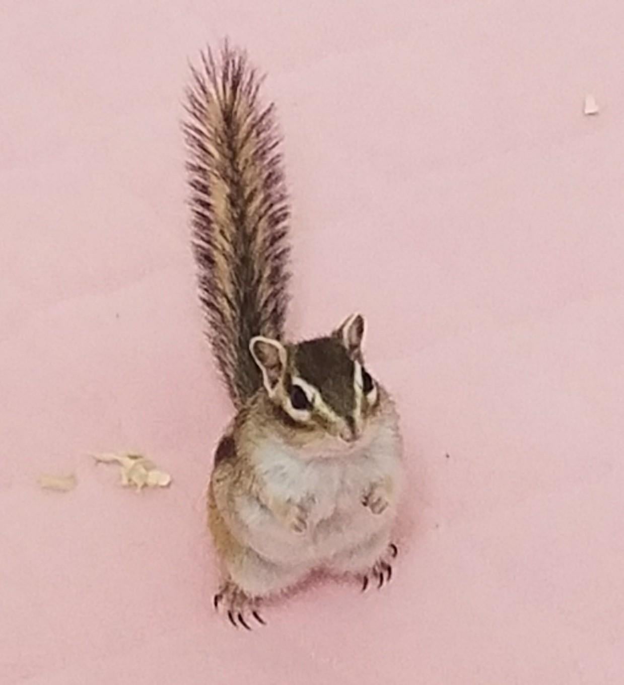 リスくんのマンション | シマリス 心愛(ここな)