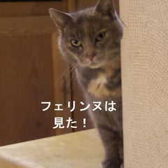 フェリンヌのプロフィール