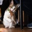 画像 猫のいるスパイスカレーの店★ 豆の花@篠山市のユーザープロフィール画像