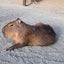 かぴこのサムネイル