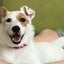 画像 犬の幼稚園「わんこラボ」のユーザープロフィール画像
