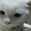 sima-siroのサムネイル