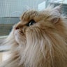 も  ももママ  のプロフィール