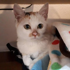 おこめのプロフィール