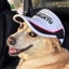 ピンギスとよのサムネイル