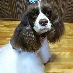 あづねねのプロフィール