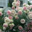画像 四季折々の花咲き＆グリーンのユーザープロフィール画像