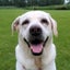 画像 幸せ犬生活♪のユーザープロフィール画像