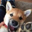 画像 柴犬のたま子さんのユーザープロフィール画像