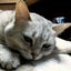画像 リウマチしぐれと猫達の明日香日記のユーザープロフィール画像