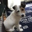 Chisatoのサムネイル
