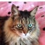 画像 猫をモフりセカンドライフ満喫中♪のユーザープロフィール画像
