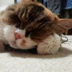 りりりんのプロフィール