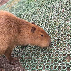 めばえのプロフィール