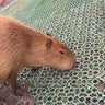 めばえのプロフィール