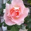 画像 coo-roseのブログのユーザープロフィール画像