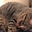 micyecoのサムネイル