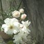 blackcat-whiteroseのサムネイル
