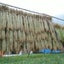 画像 世界に誇る魚沼産コシヒカリ～おりたて米～のユーザープロフィール画像