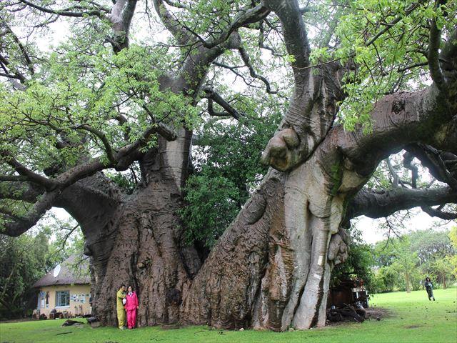 屋久島“伝説の超巨大杉” | 旅人のブログ