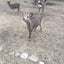 珠美のサムネイル