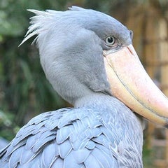 シャンティcocoのプロフィール