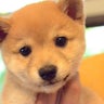 柴犬はなと豆柴たらのプロフィール