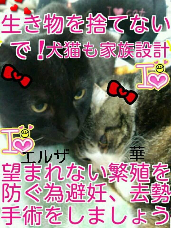 悲しい事件が起こりました。言葉を失うほどのとても惨い猫の殺傷事件です。この子の痛...” | しっぽの仔達ωと音楽♪とネイルと好きなこと ...