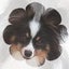 画像 パピヨン専門ブリーダー(子犬の成長)のユーザープロフィール画像