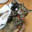 Cyapocoのサムネイル