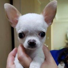 Yukkoの韓国生活のプロフィール