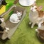 画像 【蓮華詩藍】おちゃらけ夫婦と猫4匹とFF日記のユーザープロフィール画像