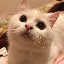 画像 WonderfulCats♡ 〜猫と植物との暮らし〜のユーザープロフィール画像