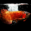画像 怪魚ハンター・クワガタブリーダー・本格的風景写真撮影・最高級極上１点物金魚飼育のユーザープロフィール画像