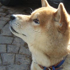 札幌つのちゃんのプロフィール