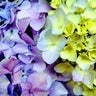 めかぶごはんのプロフィール