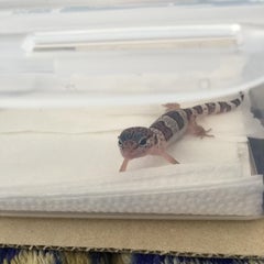 ききまにのプロフィール
