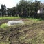 家庭菜園、三股のサムネイル