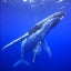 画像 クジラの夢レイキ　Whale Dream Reikiのユーザープロフィール画像