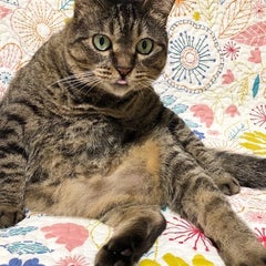 いそざき動物病院のプロフィール
